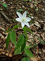 Ranunculaceae - Anemone trifolia